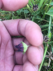Trifolium barbigerum