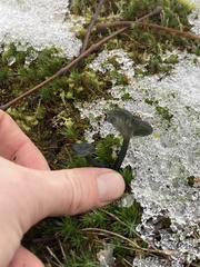 Arrhenia chlorocyanea