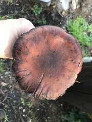 Armillaria mellea