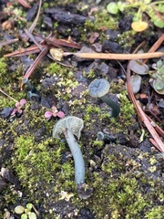 Arrhenia chlorocyanea