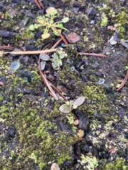 Arrhenia chlorocyanea