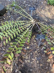 Encephalartos ferox