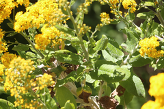 Acrisione denticulata