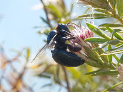 Xylocopa splendidula