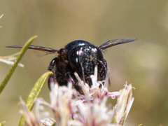 Xylocopa splendidula