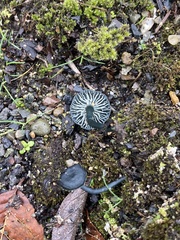 Arrhenia chlorocyanea