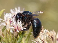 Xylocopa splendidula