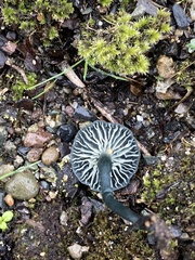 Arrhenia chlorocyanea