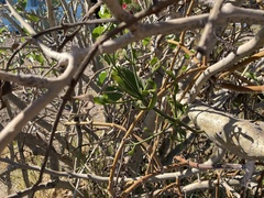 Phoradendron brachystachyum