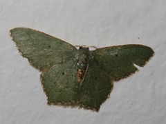 Chloropteryx nordicaria