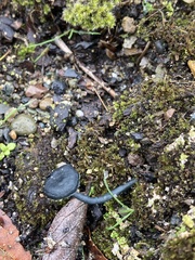 Arrhenia chlorocyanea