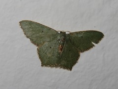 Chloropteryx nordicaria