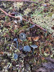 Arrhenia chlorocyanea