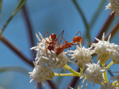 Dorymyrmex planidens
