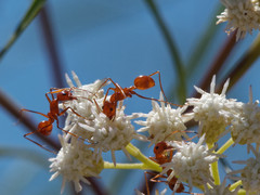 Dorymyrmex planidens