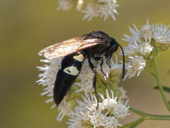 Sphecius spectabilis