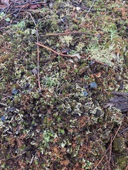 Arrhenia chlorocyanea