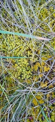 Thuidiopsis