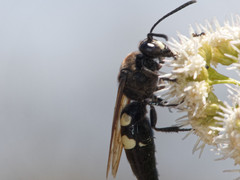 Sphecius spectabilis