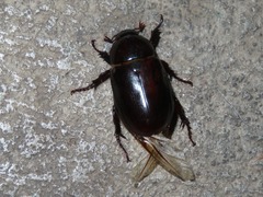 Ancognatha scarabaeoides