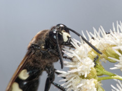 Sphecius spectabilis