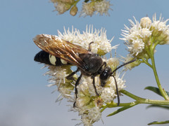 Sphecius spectabilis