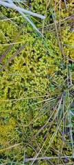 Thuidiopsis