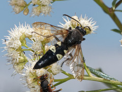 Sphecius spectabilis