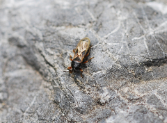 Dimorphopterus pallipes