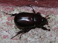 Ancognatha scarabaeoides