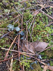 Arrhenia chlorocyanea