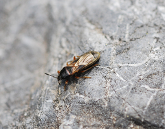 Dimorphopterus pallipes