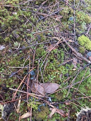 Arrhenia chlorocyanea