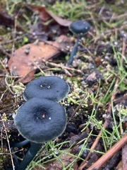 Arrhenia chlorocyanea