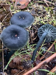 Arrhenia chlorocyanea