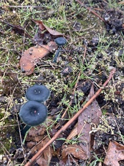 Arrhenia chlorocyanea