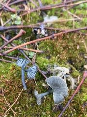 Arrhenia chlorocyanea