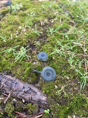 Arrhenia chlorocyanea