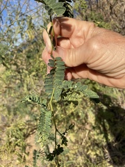 Prosopis articulata