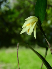 Sobralia bletiae