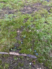 Arrhenia chlorocyanea