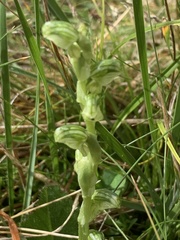Pterostylis crassicaulis