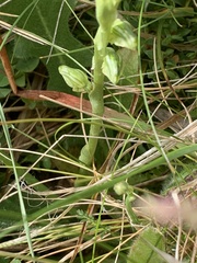 Pterostylis crassicaulis