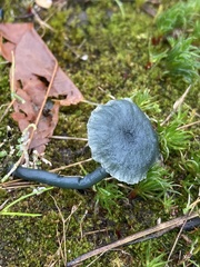 Arrhenia chlorocyanea