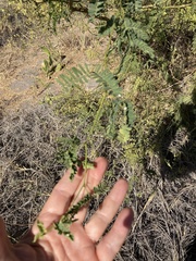Prosopis articulata