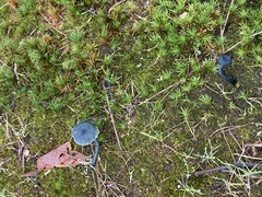 Arrhenia chlorocyanea