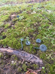 Arrhenia chlorocyanea