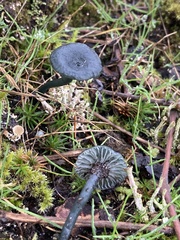 Arrhenia chlorocyanea