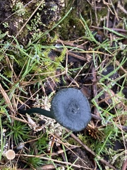 Arrhenia chlorocyanea