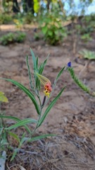 Oenothera mollissima